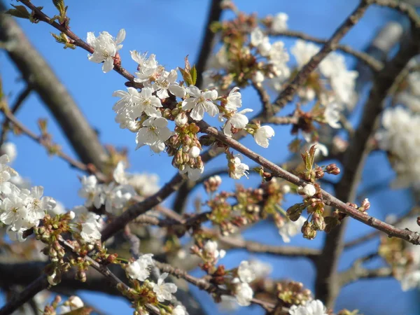 Liguria Itália 2019 Bela Legenda Cerejeira Outras Diferentes Plantas Frutíferas — Fotografia de Stock