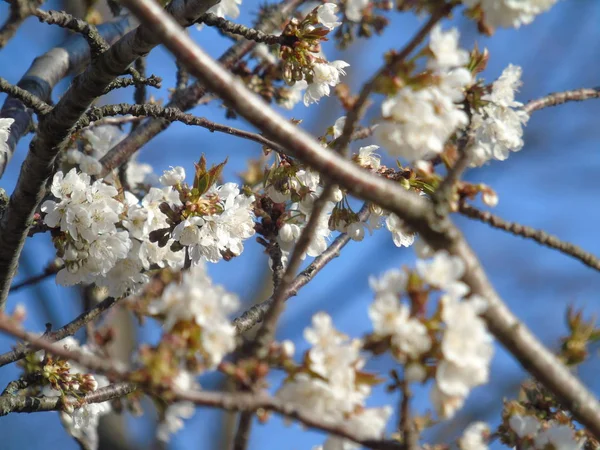 イタリア リグーリア州 2019 桜の木やその他のさまざまなフルーツ植物村の最初の Amzing 春の花と背景の信じられないほどの青い空の美しいキャプション — ストック写真