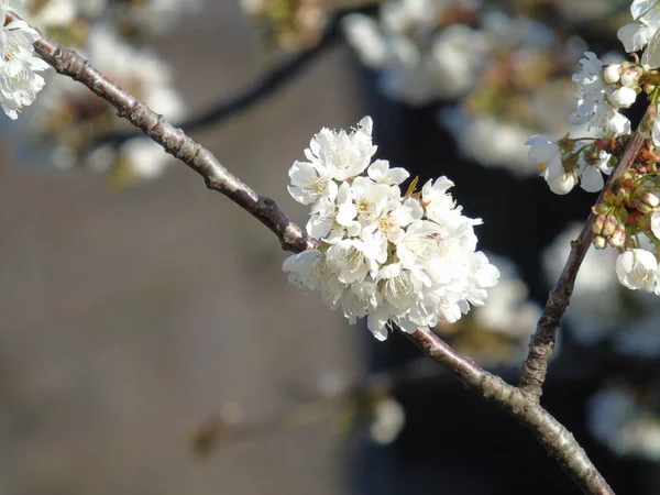 Ligurie Italie 2019 Belle Légende Cerisier Autres Plantes Fruitières Différentes — Photo