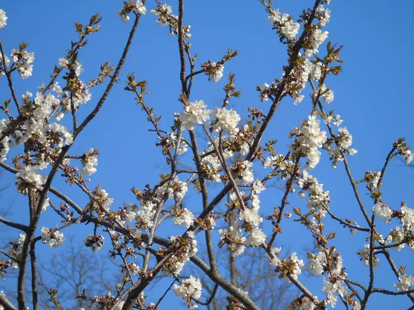 Liguria Itália 2019 Bela Legenda Cerejeira Outras Diferentes Plantas Frutíferas — Fotografia de Stock