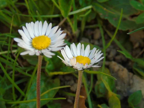 Liguria Itália 2019 Bela Legenda Cerejeira Outras Diferentes Plantas Frutíferas — Fotografia de Stock