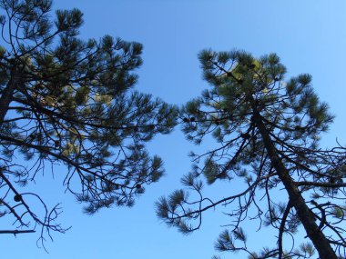 Liguria, İtalya 03/29/2019: kiraz ağacı ve köyün ilk amzing bahar çiçekleri ve arka planda inanılmaz bir mavi gökyüzü ile diğer farklı meyve bitkiler güzel resim yazısı. 