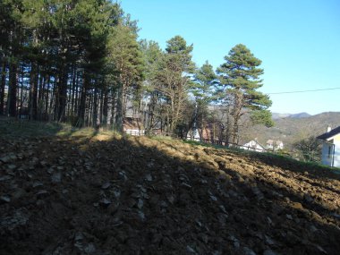 Liguria, İtalya 03/29/2019: kiraz ağacı ve köyün ilk amzing bahar çiçekleri ve arka planda inanılmaz bir mavi gökyüzü ile diğer farklı meyve bitkiler güzel resim yazısı. 