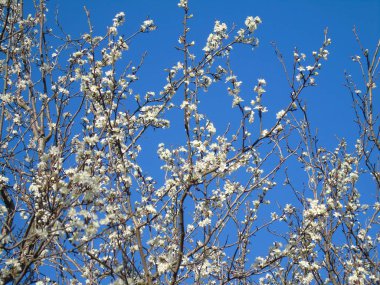 Liguria, İtalya 03/29/2019: kiraz ağacı ve köyün ilk amzing bahar çiçekleri ve arka planda inanılmaz bir mavi gökyüzü ile diğer farklı meyve bitkiler güzel resim yazısı. 