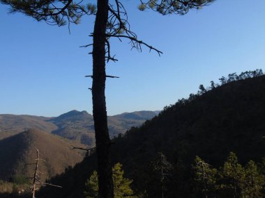 Liguria, İtalya 03/29/2019: kiraz ağacı ve köyün ilk amzing bahar çiçekleri ve arka planda inanılmaz bir mavi gökyüzü ile diğer farklı meyve bitkiler güzel resim yazısı. 