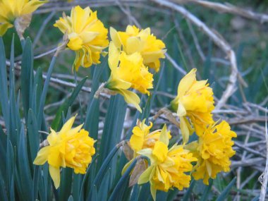 Liguria, İtalya 03/29/2019: kiraz ağacı ve köyün ilk amzing bahar çiçekleri ve arka planda inanılmaz bir mavi gökyüzü ile diğer farklı meyve bitkiler güzel resim yazısı. 