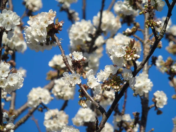 Liguria Itália 2019 Bela Legenda Cerejeira Outras Diferentes Plantas Frutíferas — Fotografia de Stock