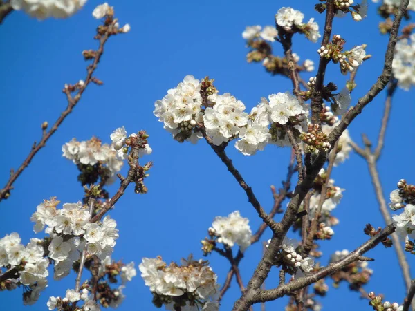 Liguria Itália 2019 Bela Legenda Cerejeira Outras Diferentes Plantas Frutíferas — Fotografia de Stock