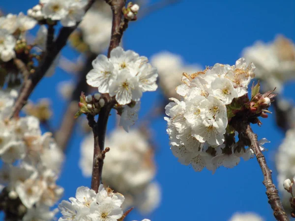 Liguria Itália 2019 Bela Legenda Cerejeira Outras Diferentes Plantas Frutíferas — Fotografia de Stock