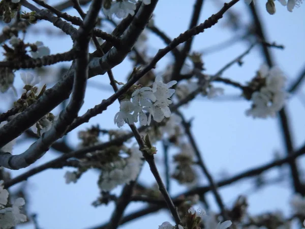 イタリア リグーリア州 2019 桜の木やその他のさまざまなフルーツ植物村の最初の Amzing 春の花と背景の信じられないほどの青い空の美しいキャプション — ストック写真