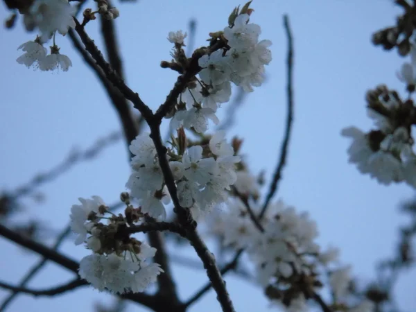 Liguria Itália 2019 Bela Legenda Cerejeira Outras Diferentes Plantas Frutíferas — Fotografia de Stock