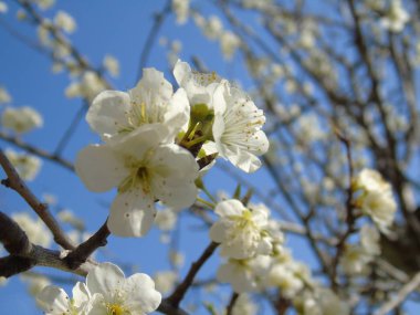 Liguria, Italya 03/31/2019: köy ve arka planda inanılmaz bir mavi gökyüzü ilk ayıcık bahar çiçekleri ile kiraz ağacı ve diğer farklı meyve bitkilerin güzel başlık. 