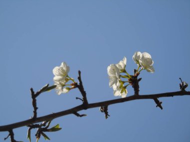Liguria, Italya 03/31/2019: köy ve arka planda inanılmaz bir mavi gökyüzü ilk ayıcık bahar çiçekleri ile kiraz ağacı ve diğer farklı meyve bitkilerin güzel başlık. 