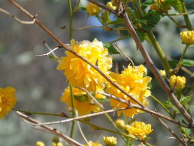 Liguria, Italya 03/31/2019: köy ve arka planda inanılmaz bir mavi gökyüzü ilk ayıcık bahar çiçekleri ile kiraz ağacı ve diğer farklı meyve bitkilerin güzel başlık. 
