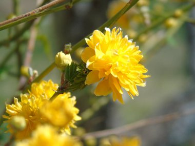 Liguria, Italya 03/31/2019: köy ve arka planda inanılmaz bir mavi gökyüzü ilk ayıcık bahar çiçekleri ile kiraz ağacı ve diğer farklı meyve bitkilerin güzel başlık. 