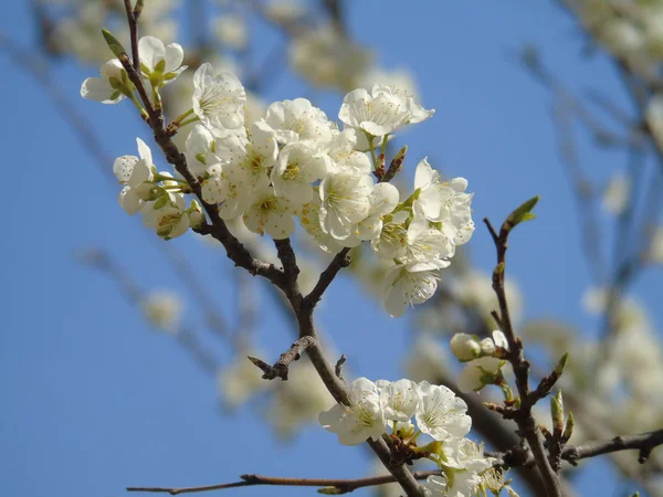リグーリア州 イタリア 2019 桜の木や村の最初のすばらしい春の花と背景に信じられないほどの青空と他の異なる果物の植物の美しいキャプション — ストック写真