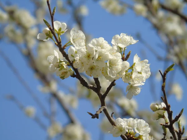 Liguria Itália 2019 Bela Legenda Cerejeira Outras Diferentes Plantas Frutíferas — Fotografia de Stock