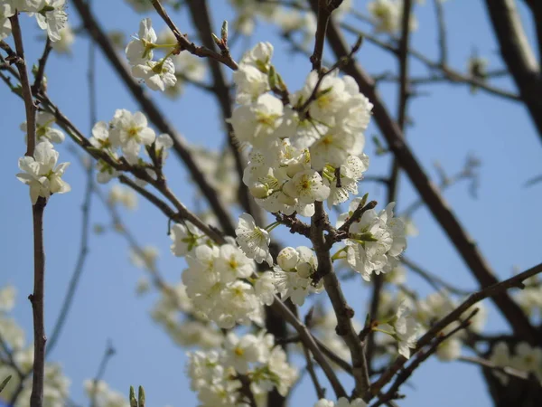 Liguria Itália 2019 Bela Legenda Cerejeira Outras Diferentes Plantas Frutíferas — Fotografia de Stock