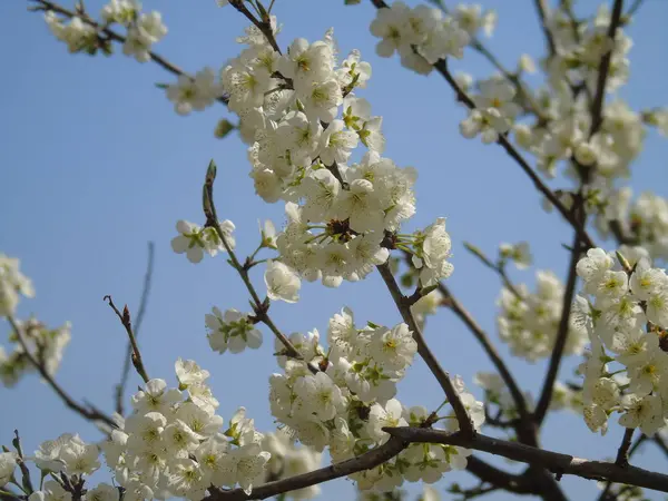 Liguria Itália 2019 Bela Legenda Cerejeira Outras Diferentes Plantas Frutíferas — Fotografia de Stock