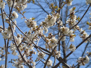  Liguria, Italya 04/03/2019: köy ve arka planda inanılmaz bir mavi gökyüzü ilk şaşırtıcı beyaz ve sarı çiçekler ile meyve ağacı ve diğer farklı bitkilerin güzel başlık. 