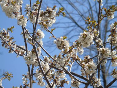  Liguria, Italya 04/03/2019: köy ve arka planda inanılmaz bir mavi gökyüzü ilk şaşırtıcı beyaz ve sarı çiçekler ile meyve ağacı ve diğer farklı bitkilerin güzel başlık. 