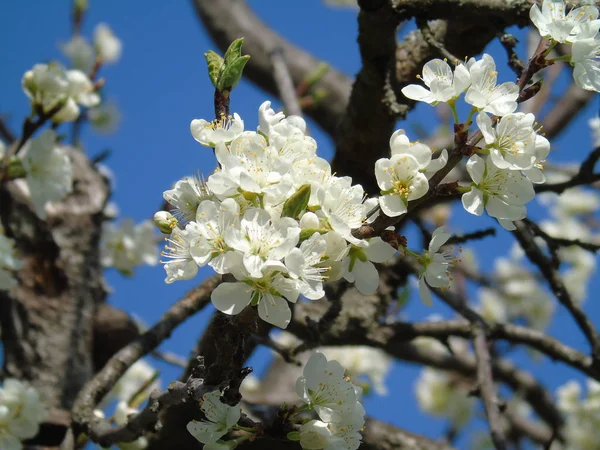 Ligurie Italie 2019 Belle Légende Arbre Fruitier Autres Plantes Différentes — Photo