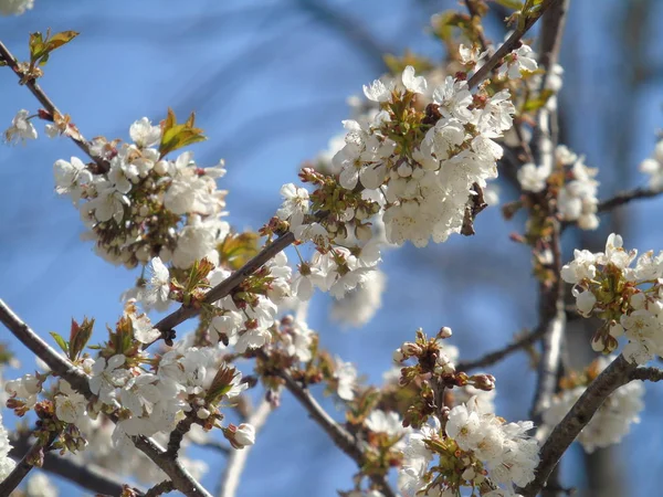 リグーリア州 イタリア 2019 果物の木や村の最初の素晴らしい白と黄色の花と背景に信じられないほどの青空と他の異なる植物の美しいキャプション — ストック写真