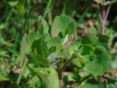 Liguria, Italya 04/03/2019: köy ve arka planda inanılmaz bir mavi gökyüzü ilk şaşırtıcı beyaz ve sarı çiçekler ile meyve ağacı ve diğer farklı bitkilerin güzel başlık. 
