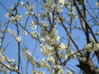 Liguria, Italya 04/03/2019: köy ve arka planda inanılmaz bir mavi gökyüzü ilk şaşırtıcı beyaz ve sarı çiçekler ile meyve ağacı ve diğer farklı bitkilerin güzel başlık. 