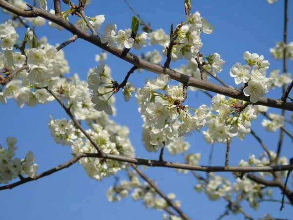 Liguria Italia 2019 Bella Didascalia Dell Albero Frutto Altre Piante — Foto Stock