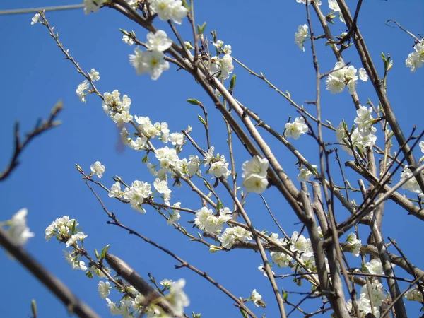 Liguria Italia 2019 Bella Didascalia Dell Albero Frutto Altre Piante — Foto Stock