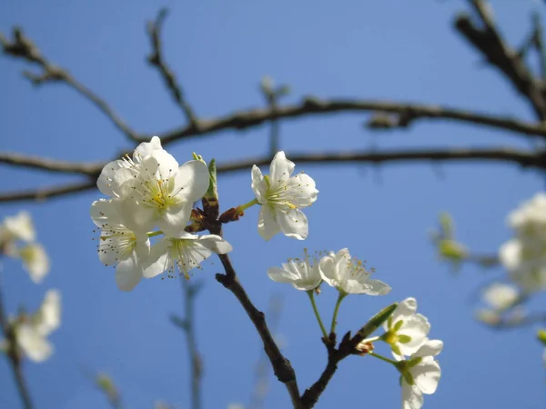 Liguria Italia 2019 Bella Didascalia Dell Albero Frutto Altre Piante — Foto Stock