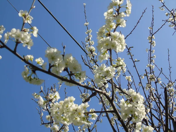 Liguria Italia 2019 Bella Didascalia Dell Albero Frutto Altre Piante — Foto Stock