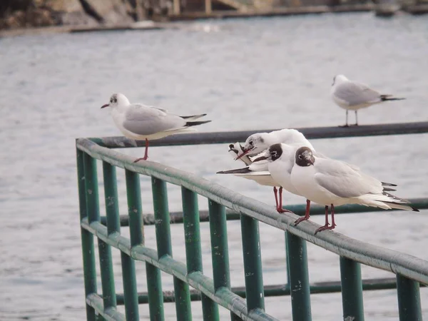 Portofino Italien Mai 2019 Der Schöne Portofino Mit Bunten Häusern — Stockfoto