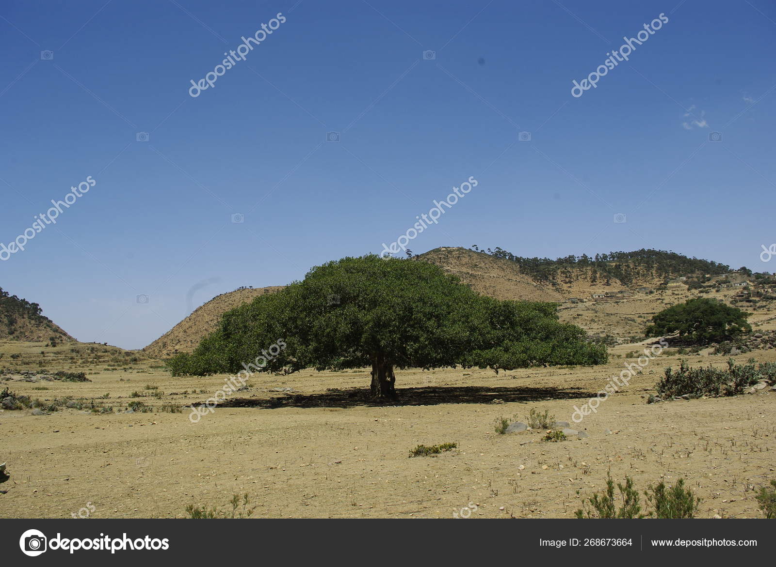 Segheneiti Eritrea 2019 Travelling Vilages Asmara Massawa Amazing Caption  Trees — Stock Photo © yohananegusse #268673664, image size:1600x1171