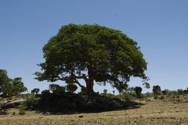 Segheneiti, Eritre - 25.04.2019: Asmara ve Massawa yakınlarındaki vilages etrafında seyahat. Ağaçlar, dağlar ve Eritre çok sıcak iklim ile bazı eski tipik evlerin inanılmaz bir başlık.