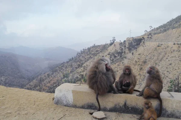 Segheneiti, Eritre - 25.04.2019: Asmara ve Massawa yakınlarındaki vilages etrafında seyahat. Ağaçlar, dağlar ve Eritre çok sıcak iklim ile bazı eski tipik evlerin inanılmaz bir başlık.
