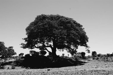 Segheneiti, Eritre - 29.04.2019: Asmara yakınlarındaki vilages etrafında seyahat . Ağaçlar, dağlar ve Eritre çok sıcak iklim ile bazı eski tipik evlerin inanılmaz bir başlık.