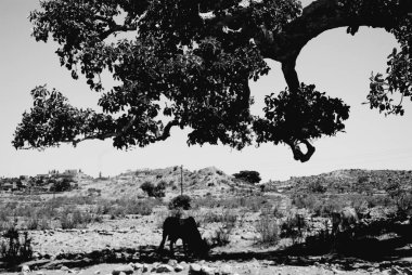 Segheneiti, Eritre - 29.04.2019: Asmara yakınlarındaki vilages etrafında seyahat . Ağaçlar, dağlar ve Eritre çok sıcak iklim ile bazı eski tipik evlerin inanılmaz bir başlık.