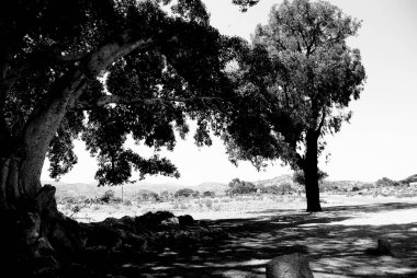 Segheneiti, Eritre - 29.04.2019: Asmara yakınlarındaki vilages etrafında seyahat . Ağaçlar, dağlar ve Eritre çok sıcak iklim ile bazı eski tipik evlerin inanılmaz bir başlık.