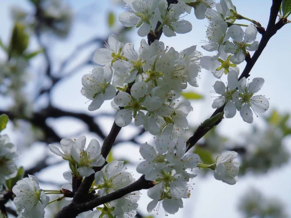 Une Légende Étonnante Quelques Fleurs Printanières Village Avec Ciel Bleu — Photo