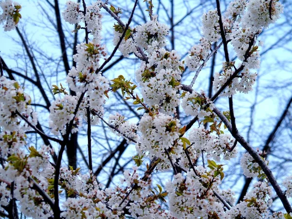 背景に青い空と灰色の色調の雲と村からいくつかの春の花の素晴らしいキャプション — ストック写真