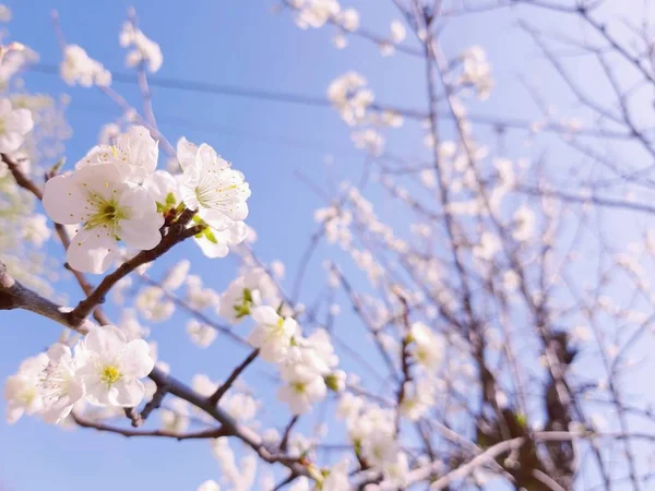 背景に青い空と灰色の色調の雲と村からいくつかの春の花の素晴らしいキャプション — ストック写真