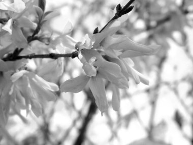 Arka planda mavi gökyüzü ve gri bir tonda bulutlar ile köyden bazı bahar çiçekleri inanılmaz bir başlık.