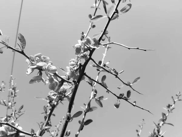 Een Verbazingwekkend Bijschrift Van Enkele Voorjaarsbloemen Uit Het Dorp Met — Stockfoto