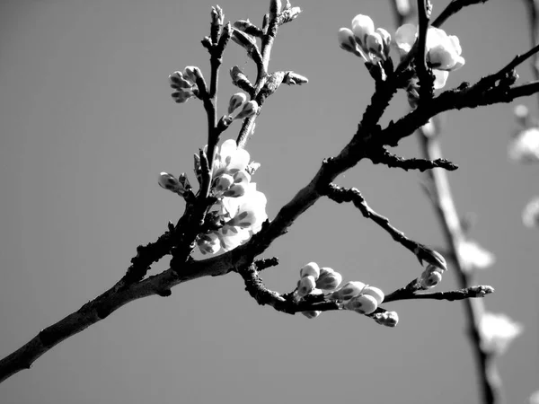 一个惊人的标题 一些春天的花朵从村庄与蓝天的背景和灰色色调的云彩 — 图库照片