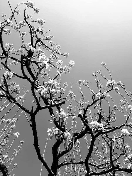 Uma Legenda Incrível Algumas Flores Primavera Aldeia Com Céu Azul — Fotografia de Stock