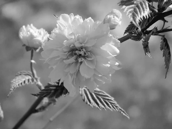 Дивовижний Підпис Деяких Весняних Квітів Села Блакитним Небом Задньому Плані — стокове фото