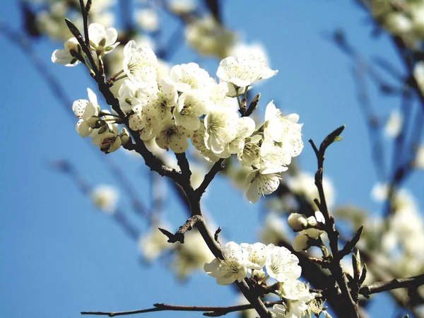 Una Splendida Didascalia Alcuni Fiori Primaverili Del Villaggio Con Cielo — Foto Stock