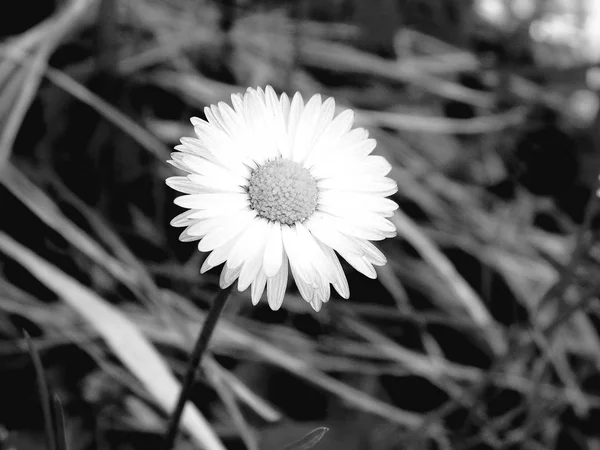 An amazing caption of some spring flowers from the village with blue sky in the background and clouds in a gray tone.